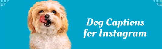 Dog Captions For Instagram