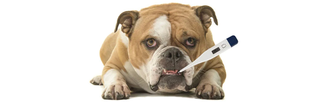 dog coughing treatment