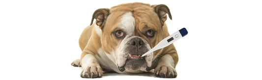 dog coughing treatment