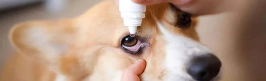 Dog Eye Infections
