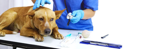dog fungal infection treatment