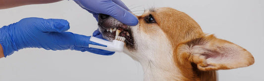 dog mouth wart treatment