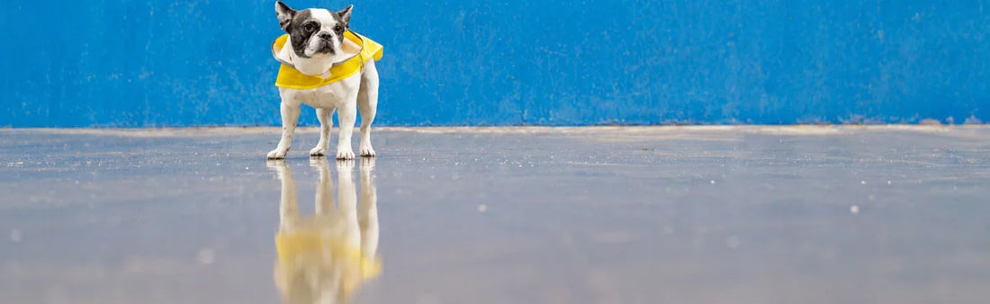 dog Skin Infections