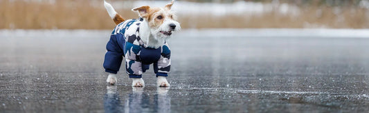 dogs in rainy season