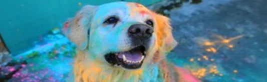 Enjoy Your Holi With Pet But Save Your Pet From Chemical