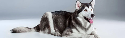 Eye problems in Siberian Husky