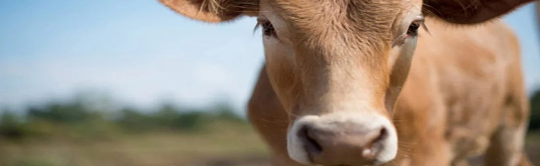FOOMASULE: Foot And Mouth Disease, Its Existence Shall Cease