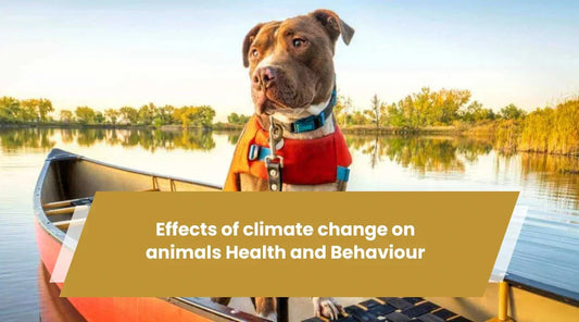 The Effects of Climate Change on Animals’ Health and Behaviour