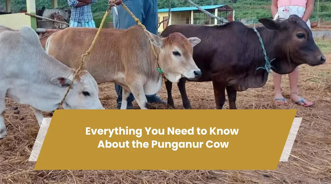 Punganur Cow