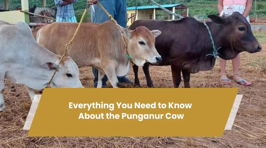 Everything You Need to Know About the Punganur Cow