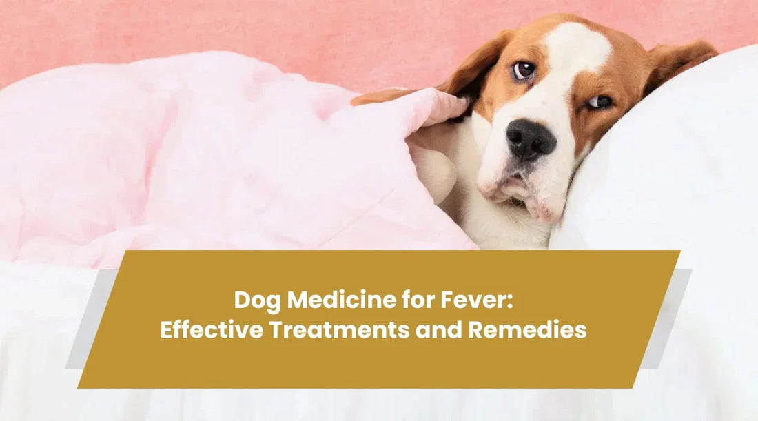 Dog Medicine for Fever: Effective Treatments and Remedies