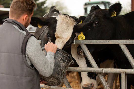 Feed Supplements for Cattle