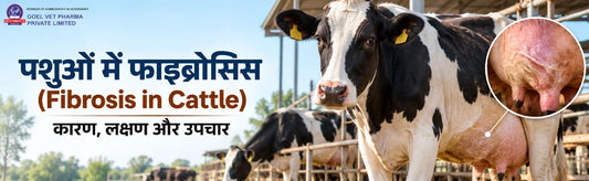 mastitis-disease-in-cattle