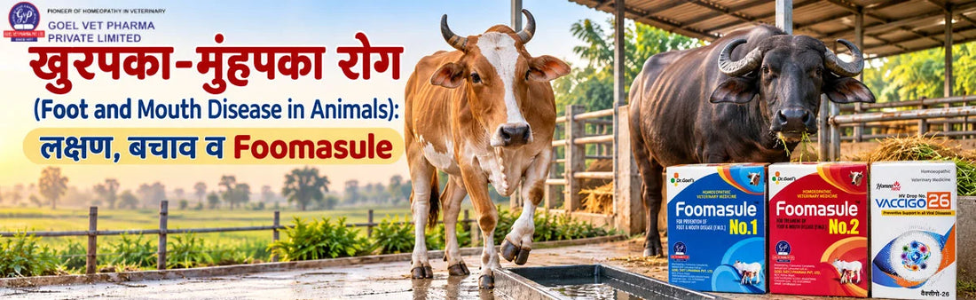 Foot and Mouth Disease in Animals