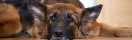 German Shepherd Disease