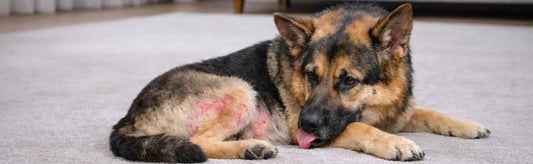 German Shepherd Skin allergies