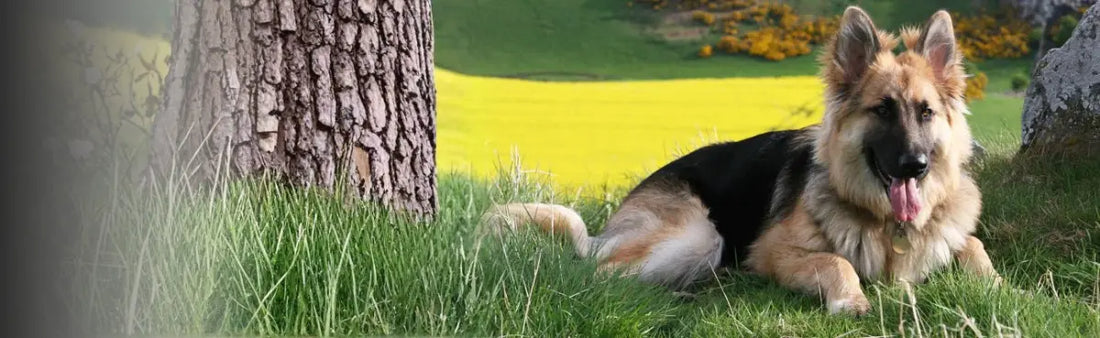 German Shepherd Skin Infection