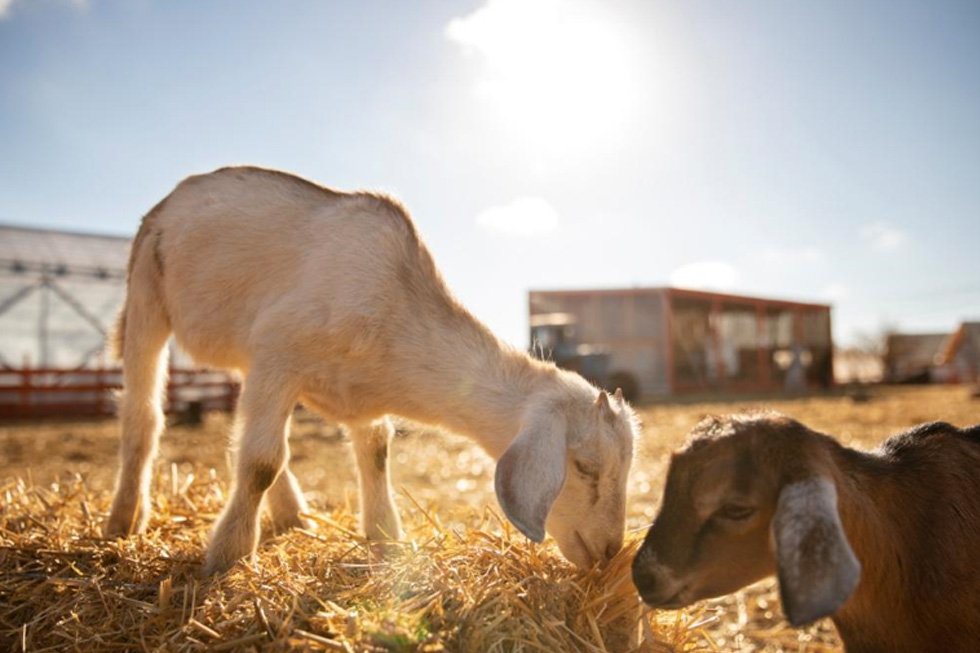 Goat Farming In India