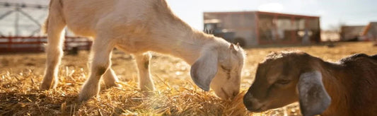 Goat Farming In India: The Growing Industry