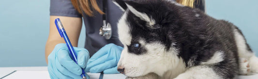 Cystitis in Dogs treatment