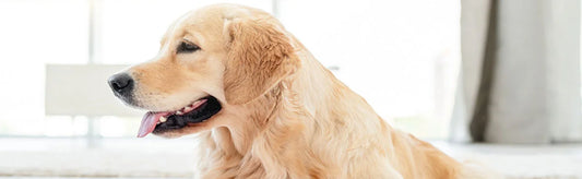 Golden Retriever Health Issues