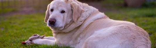 Golden Retriever Disease