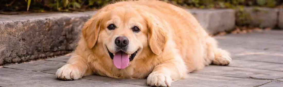 Golden Retriever Obesity