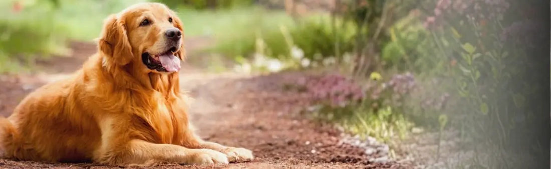 Golden Retriever Skin Infection - GVP