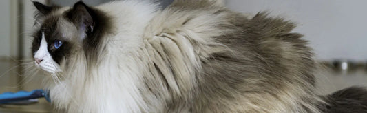 Himalayan Cat long hair