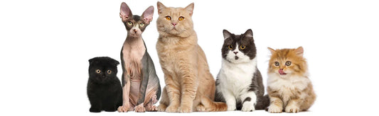 Homeopathic Medicine for Cats