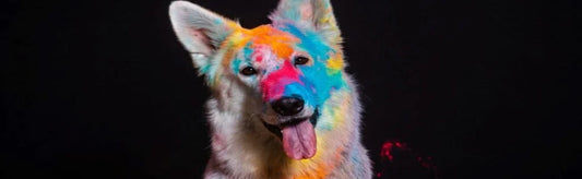 How To Celebrate A Safe Holi With Your Pets