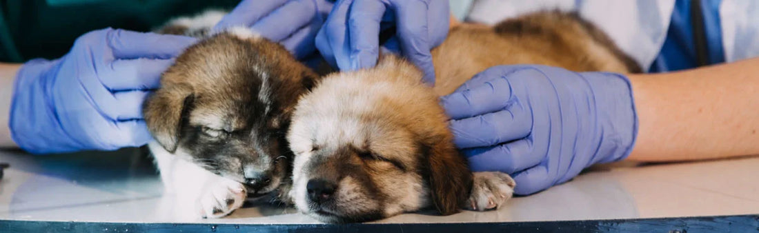 dermatitis medicine for dogs