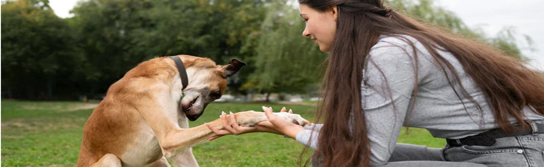 Kidney Disease Symptoms in Dogs