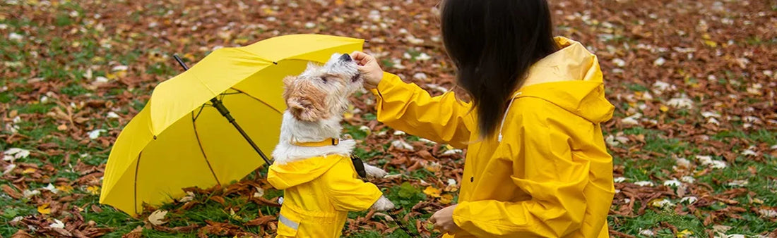 Pet in Monsoon