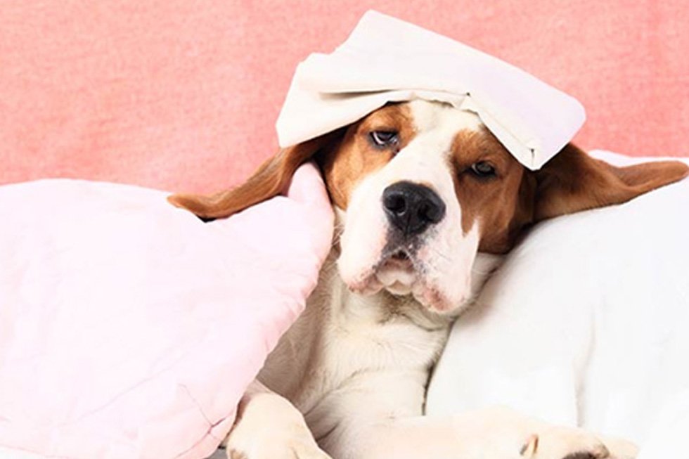 Pyrofine: Is Fever Really Fine? Is Fever Good Or Bad For Your Pets.