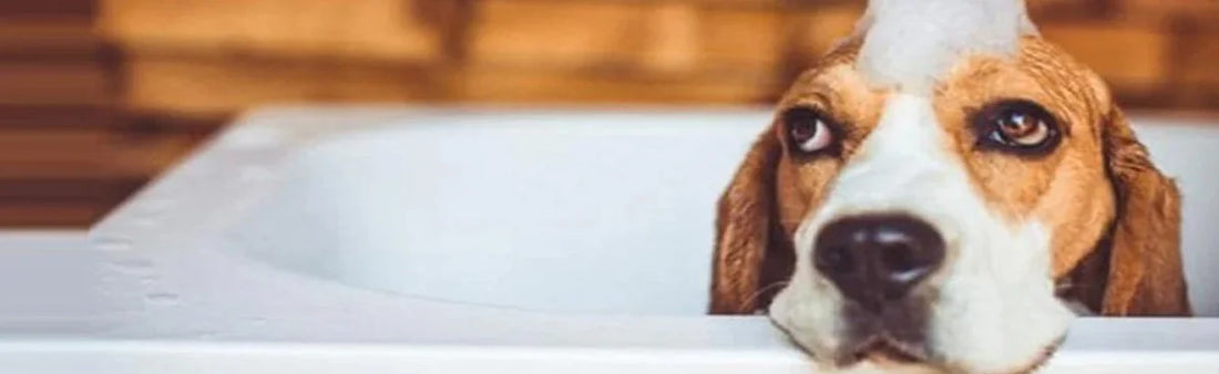 It’s A Wrap For Dandruff! Tackling The Issue Of Pet Dandruff Swiftly