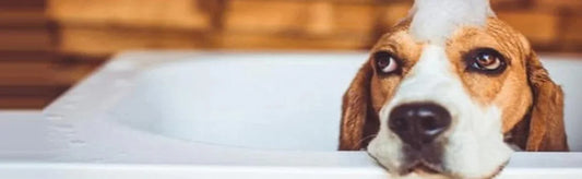 It’s A Wrap For Dandruff! Tackling The Issue Of Pet Dandruff Swiftly