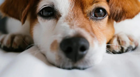 Itch-Free Friends: A Comprehensive Guide to Pet Skin Care