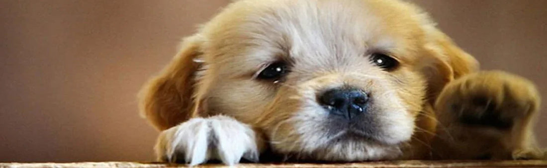 Know What You Can Do to Prevent and Treat Kidney Disease in Dogs