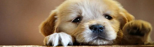 Know What You Can Do to Prevent and Treat Kidney Disease in Dogs