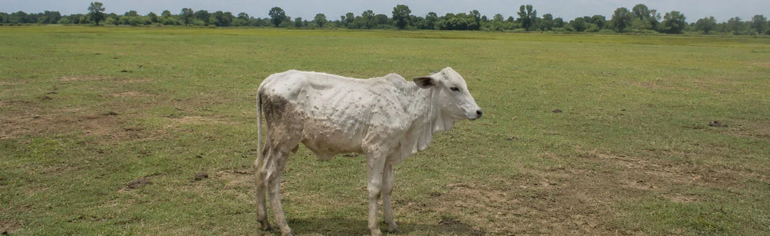 lumpy skin disease in cattle in hindi