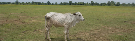 lumpy skin disease in cattle in hindi