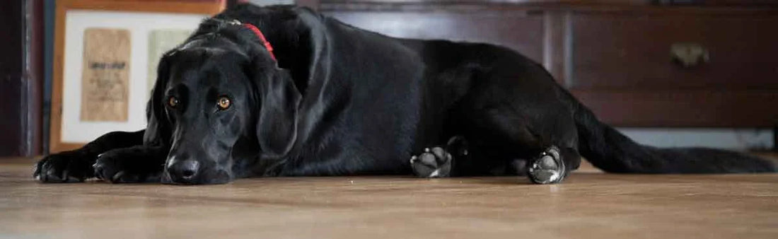 Labrador Retriever itching