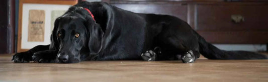 Labrador Retriever itching