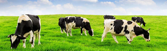 Lactorite for Cows