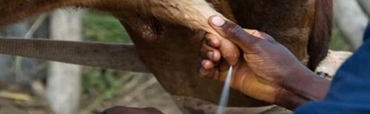 milkogen homeopathic veterinary medicine