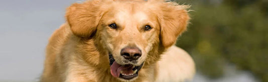 How to Prevent Ticks on Dogs? Me & My Ticks And Flea Shampoo Ticks And Fleas Will Flea Away