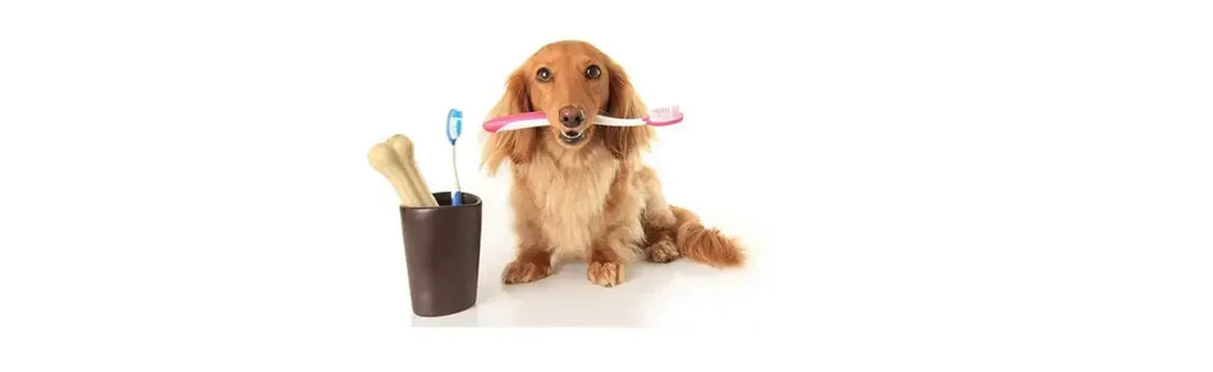 Me & My Orals- Say Bye To Foul Breath & Tooth Decay In Pets