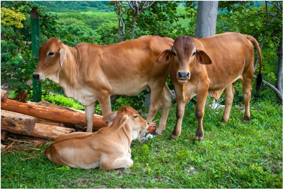 Navigating Rainy Seasons: A Guide to Livestock Care and Management