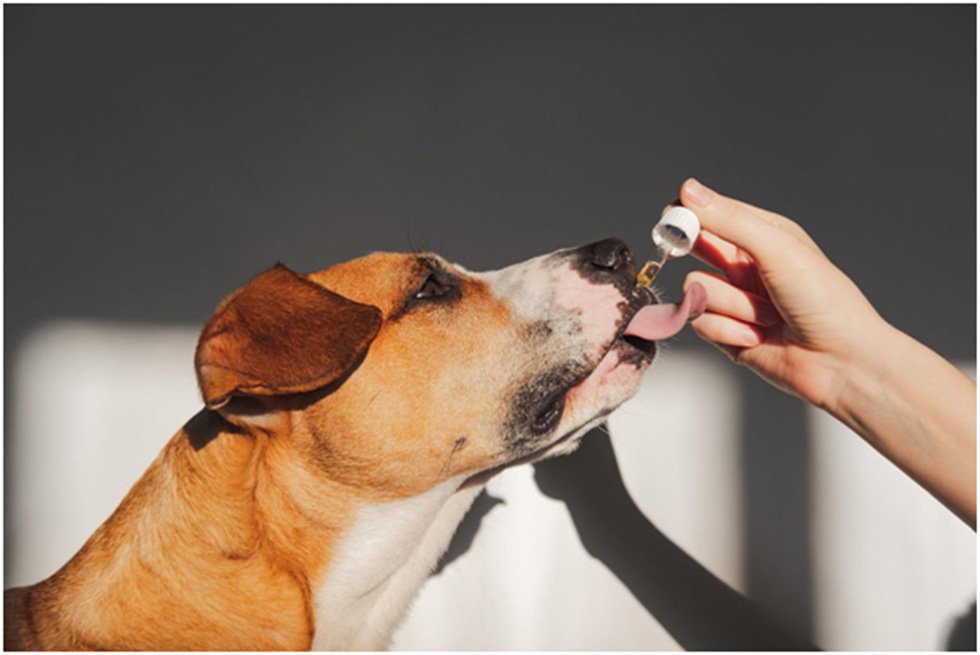 Omega-3 Fatty Acids for Dogs